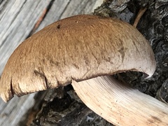 Cortinarius brunneus