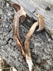 Cortinarius brunneus
