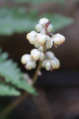 Pyrola picta