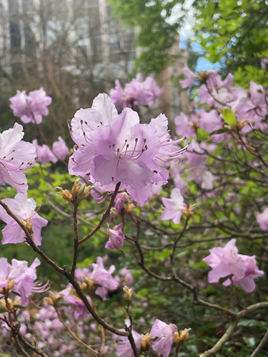 Rhododendron mucronulatum iNat (3)