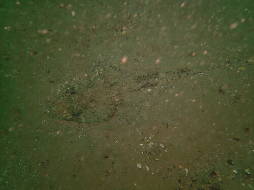Crocodile flathead (Cociella crocodilus) — Platycephalidae