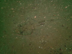 Crocodile Flathead photo 1