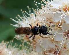 Philanthus bilunatus