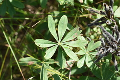 Lupinus perennis