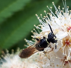 Philanthus bilunatus