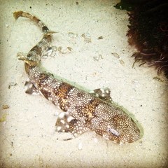 Puffadder Shyshark photo 3