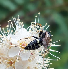 Philanthus bilunatus