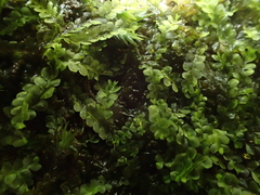 Chiloscyphus polyanthos