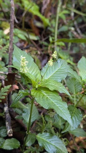 Mercurialis leiocarpa (Mercurialis leiocarpa)