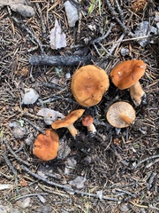 Lactarius luculentus laetus