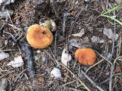 Lactarius luculentus laetus