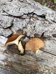 Lactarius luculentus laetus