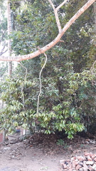 Hydnocarpus macrocarpus