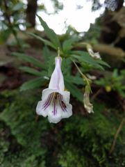 Lysionotus pauciflorus