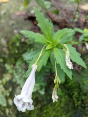 Lysionotus pauciflorus