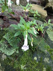 Lysionotus pauciflorus