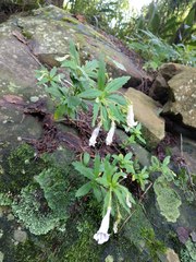 Lysionotus pauciflorus