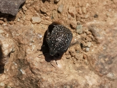 Psacasta exanthematica