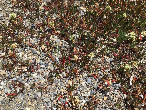Siberian knorringia (Knorringia sibirica)