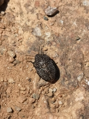 Psacasta exanthematica