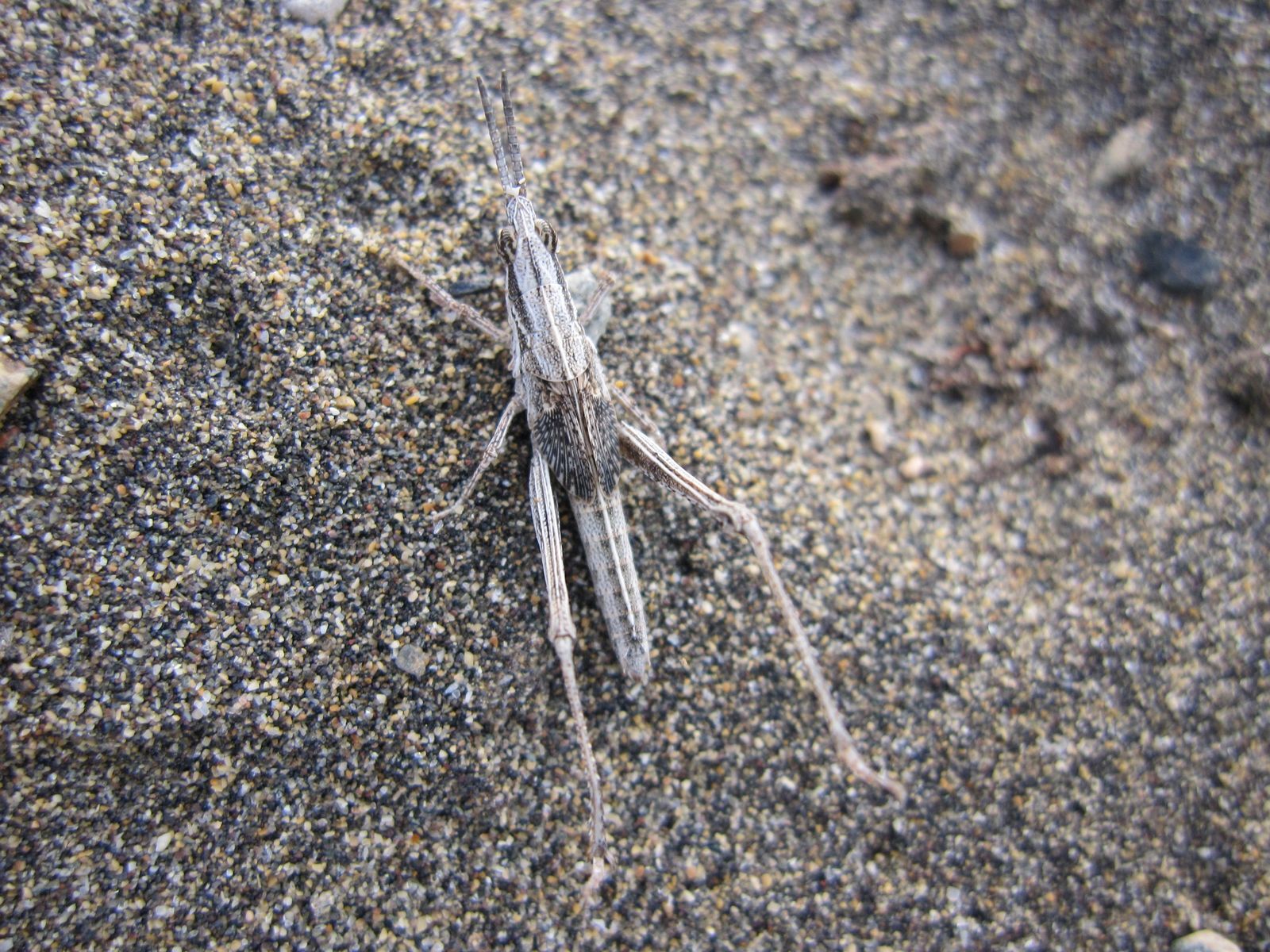 Pyrgomorpha tereticornis