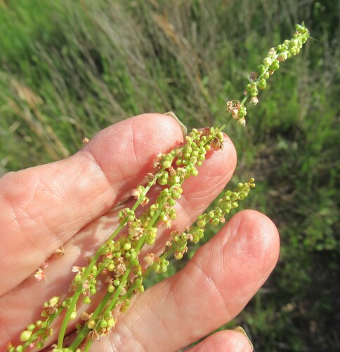 Image of Rumex hastatulus by (c) Linda Jo Conn, some rights reserved (CC BY)
