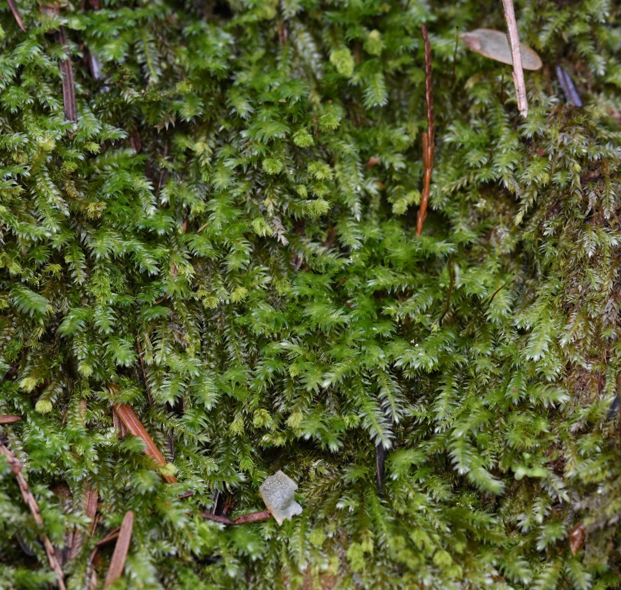 Image of Pseudotaxiphyllum elegans by no rights reserved