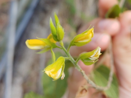 Rhynchosia reticulata observed 2025-04-12