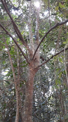 Hydnocarpus macrocarpus