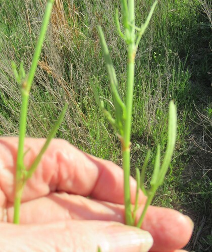 Image of Rumex hastatulus by (c) Linda Jo Conn, some rights reserved (CC BY)