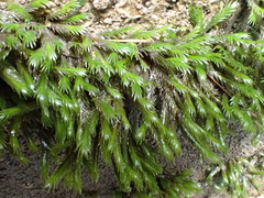 Fissidens grandifrons