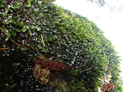 Fissidens grandifrons