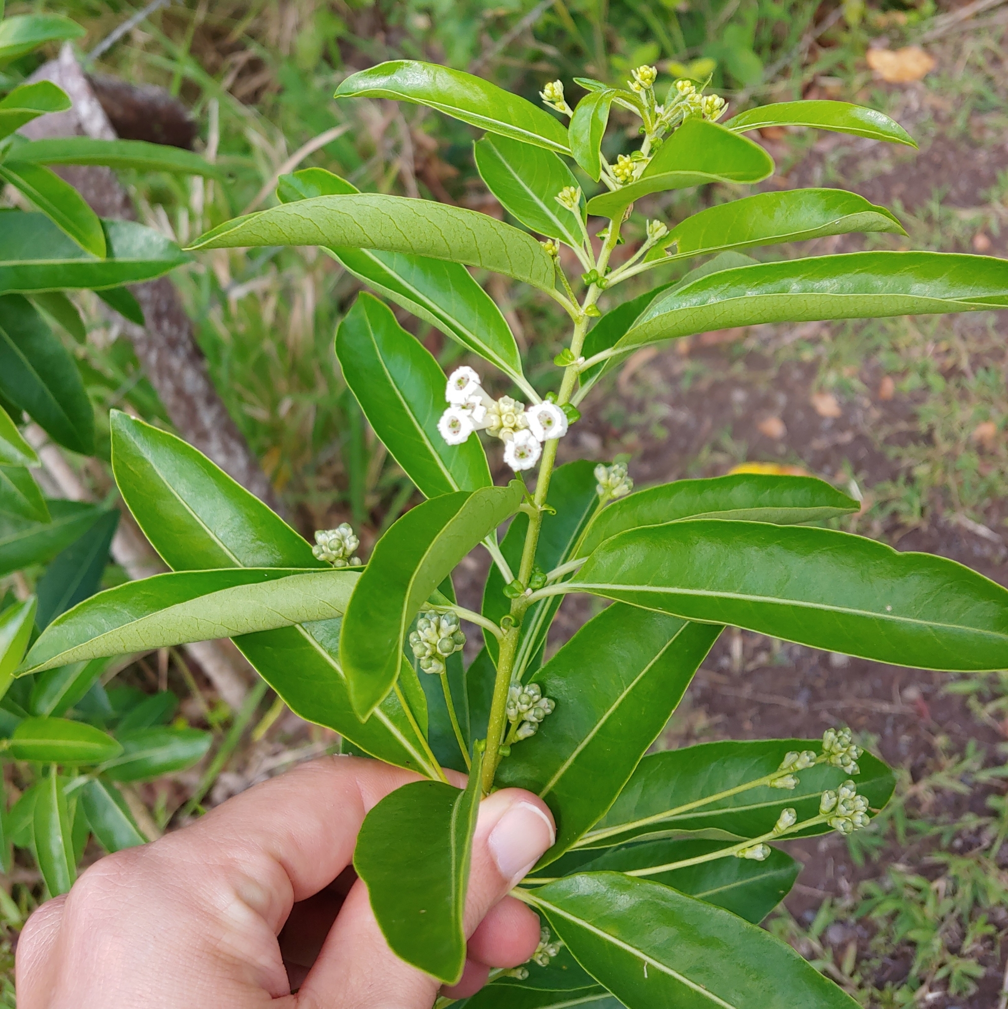 Imagem de Jasmim-verde