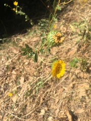 Grindelia hallii