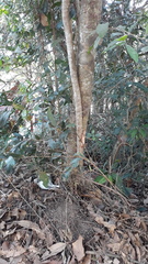 Hydnocarpus macrocarpus