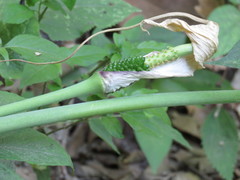 Arisaema macrospathum