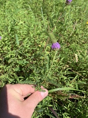 Dalea foliosa