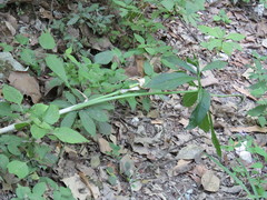 Arisaema macrospathum