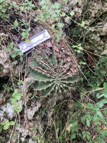 Echinopsis oxygona
