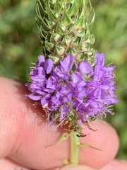 Dalea foliosa