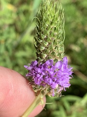 Dalea foliosa