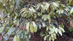 Hydnocarpus macrocarpus