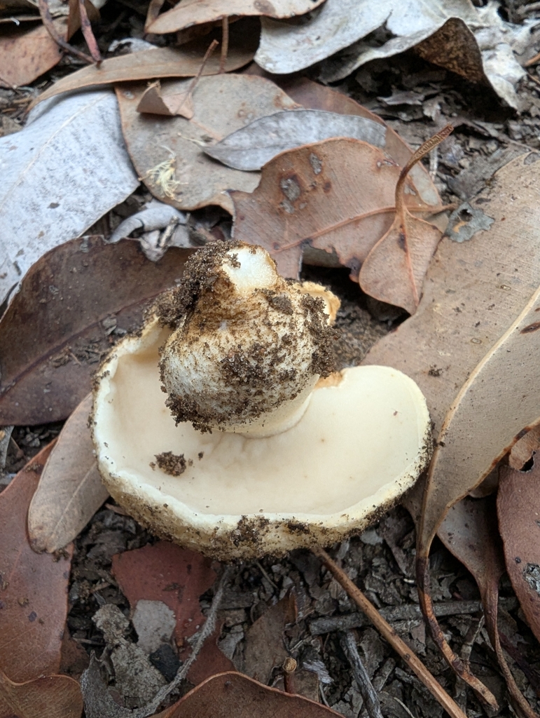Gyroporus robinsonii