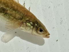 Brook Stickleback photo 3