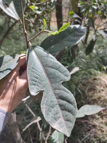 Image of Ficus fraseri by (c) Tony van Kampen, some rights reserved (CC BY)