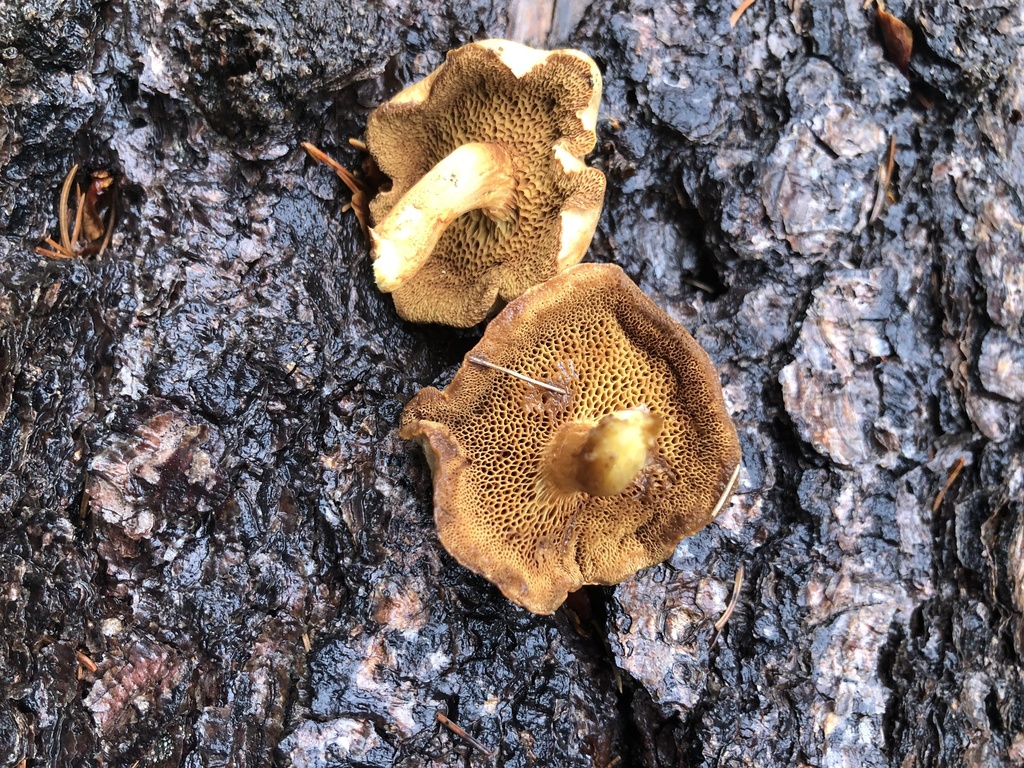 Peppery Bolete from Apache National Forest, Apache Co., Arizona, USA on ...