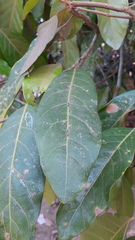 Hydnocarpus macrocarpus