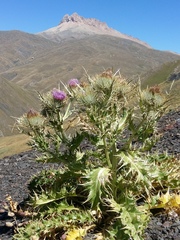 Cirsium macrocephalum