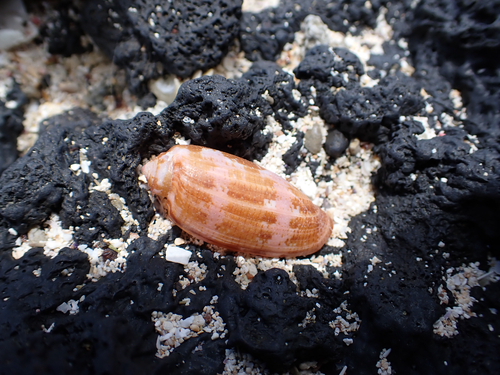 Conus obscurus observed 2025-04-09