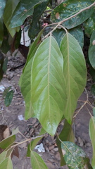 Hydnocarpus macrocarpus